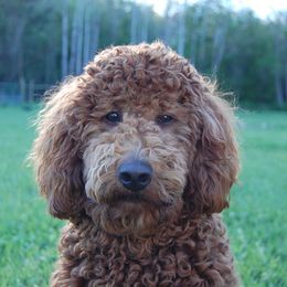Goldendoodle, Labradoodle, and Australian Labradoodle All Grown Up from Red Spring Farm