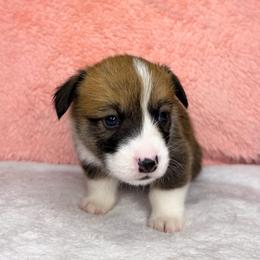 REBA - Sable female Pembroke Welsh Corgi puppy in Ritzville, Washington from Sapphire Iris Corgis