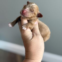 Boy 6 - male Goldendoodle puppy in Marion, Ohio from Doodles & Doxies