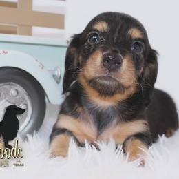 Dachshund Puppies from Piney Woods Miniature Dachshunds