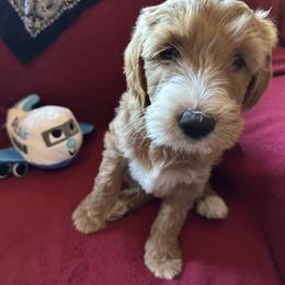 Black collar girl - Boquete (Panama) - Apricot female Goldendoodle puppy in West Sacramento, California from Pomegranate Doodles
