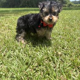Clyde - Black and tan male Yorkshire Terrier puppy in Jayess, Mississippi from Barbara Clark