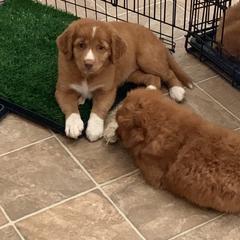 Nova Scotia Duck Tolling Retriever Puppies from Riverside Tollers