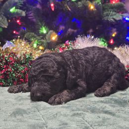 Phantom Female - Phantom female Poodle puppy in Patterson, California from Paterson Poodles