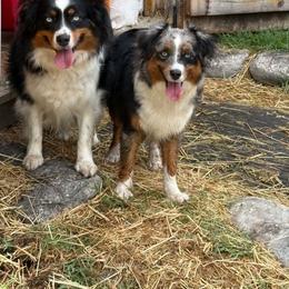 Sydney - Miniature Australian Shepherd