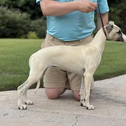 Lemon - Fawn female Whippet puppy in Sugar Valley, Georgia from Pinnacle Farm and Kennel