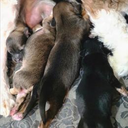 Choc - Chocolate sable male Havanese puppy in Medina, Ohio from Momma's Minis