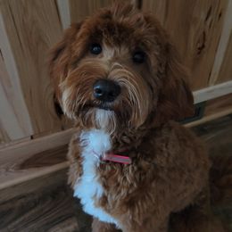 Hope - Goldendoodle