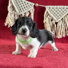 Cowboy - Black and cream male Dachshund puppy in Lincoln, Arkansas from Red Dirt Dachshunds