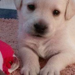 Labrador Retriever Puppies from BlackRidge Labradors