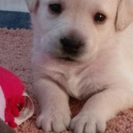 Labrador Retriever Puppies from BlackRidge Labradors