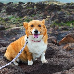 Piff - Pembroke Welsh Corgi