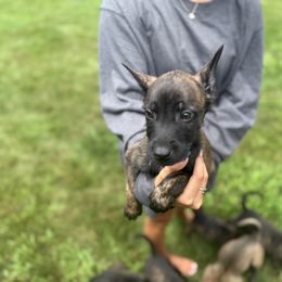 Grey  collar - Gold brindle male Dutch Shepherd puppy in Van Nuys, California from TriForce K9