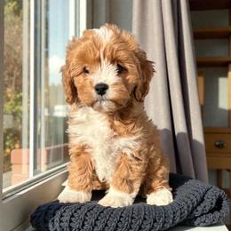 Cavapoo puppies from Adored Poodle & Doodles