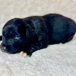 Black male - Black tri male Miniature Australian Shepherd puppy in Lemon Cove, California from Magic Ranch Mini Aussies