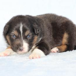 Bereta - Black tri-color male Australian Shepherd puppy in Circleville, Utah from Canyon Creek Aussies