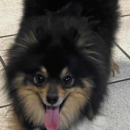 Baby girl - Pomeranian