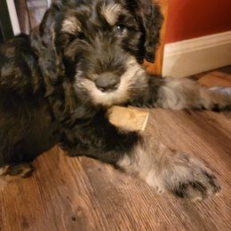 Giant Schnauzer Puppies from House of Roth Giant Schnauzers