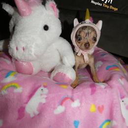 Chihuahua Puppies from Naples Tiny Dogs