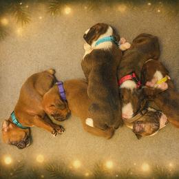 Boxer puppies from Bowers Boxers