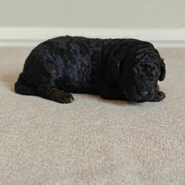 Leia - Phantom female Bernedoodle puppy in Guthrie, Oklahoma from Edmond Doodles, LLC