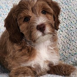 Sandy - Red female Australian Labradoodle puppy in Ocala, Florida from Vinton Valley Australian Labradoodles