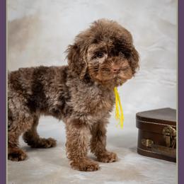 Paula - Merle female Cockapoo puppy in Connersville, Indiana from Deaz Doodle Ranch