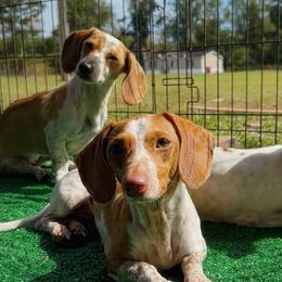 Dachshunds from Willow Run Dachshund’s