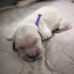 Golden Retriever Puppies from Goldens of Heritage Oaks