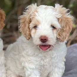 Cavapoos and Cockapoos from Rocky Road Puppies
