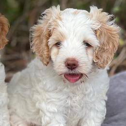 Cavapoos and Cockapoos from Rocky Road Puppies