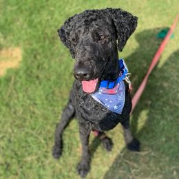Saint Berdoodles and Saint Bernards from Big Paw Kennels
