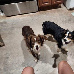 Miniature Australian Shepherd Puppies from Holy Ghost Ranch