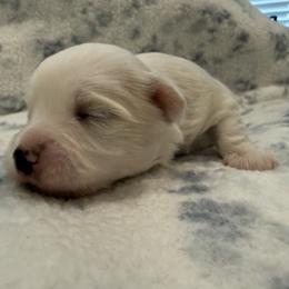 Boy 1 - White male Maltipoo puppy in Dade City, Florida from Watkins Maltipoo's