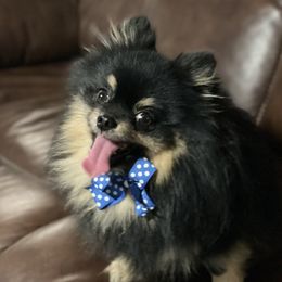 Blackie Chan - Pomeranian