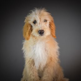 Iris - Cream female Goldendoodle puppy in Caldwell, Idaho from Boise Doodle Co.