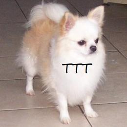 Chihuahuas and Pugs from T Tiny Treasures