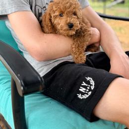 Milo - Apricot male Goldendoodle puppy in Cocoa, Florida from The Beach Doodles