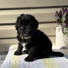 Mint chocolate chip - Black male Whoodle puppy in Gladewater, Texas from Kalin’s K9s