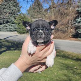 Gus - Brindle and white male French Bulldog puppy in Dalton Gardens, Idaho from North Idaho Frenchies
