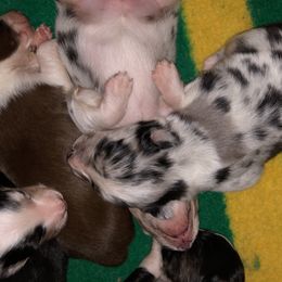 Aussiedoodle and Australian Shepherd Puppies from Springhill Hog and Cattle Co.