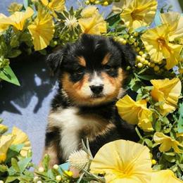 Rocky - Black tri male Miniature Australian Shepherd puppy in Sandown, New Hampshire from Ashby Lou Aussies
