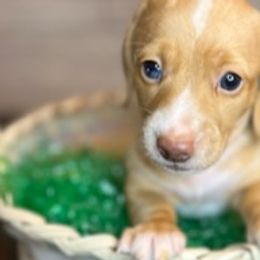 Dachshunds from Wilson’s Wieners