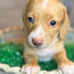 Dachshunds from Wilson’s Wieners