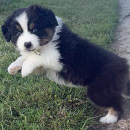Girl 1 - Black tri-color female Australian Shepherd puppy in Port Orange, Florida from Steadfast Australian Shepherds