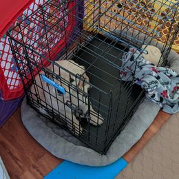 Golden Retriever Puppies from Sola Mae's Goldens