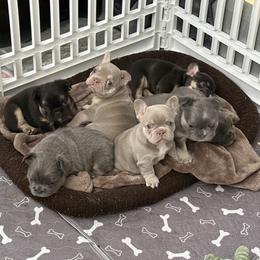 French Bulldog Puppies from Brittany White