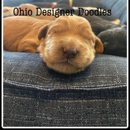 Double Doodle and Goldendoodle Puppies from Ohio Designer Doodles