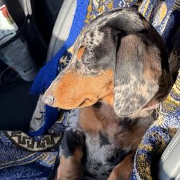 Vienna - Dachshund