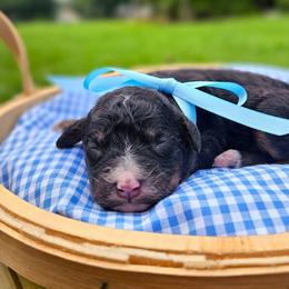 Birch - Phantom male Bernedoodle puppy in Russell Springs, Kentucky from 270 Doodles